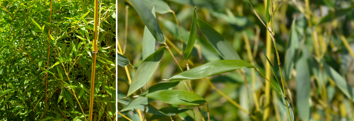 Buy Bamboos for the garden online | Tendercare UK