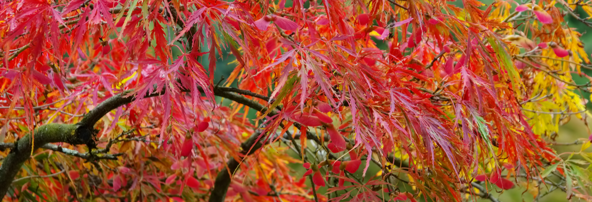 Buy Japanese Maples Online | Tendercare Nurseries UK