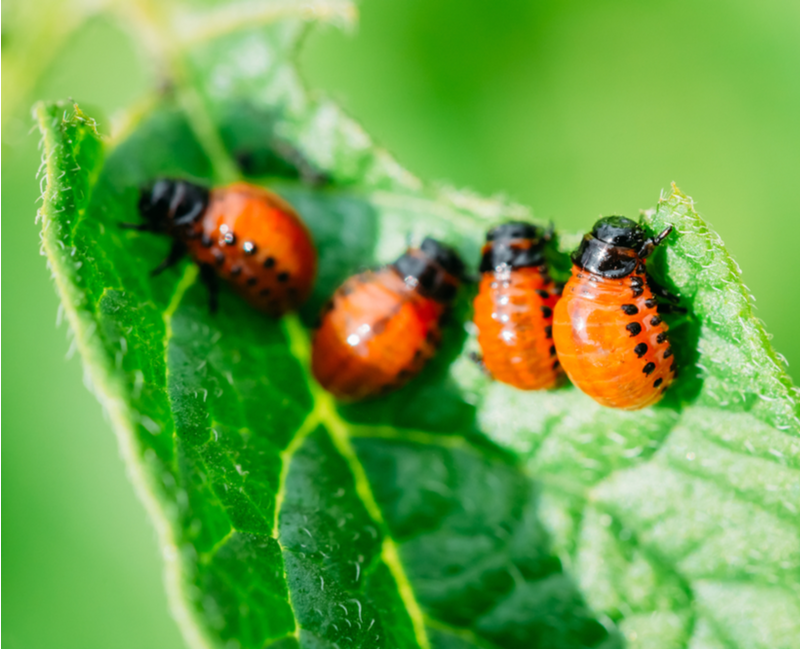 Buy natural pest and disease control products online | Tendercare Nurseries