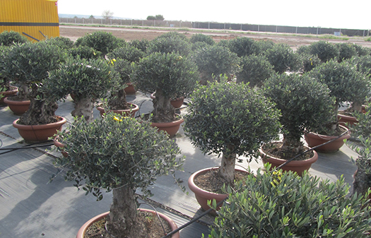 Bonsai olives