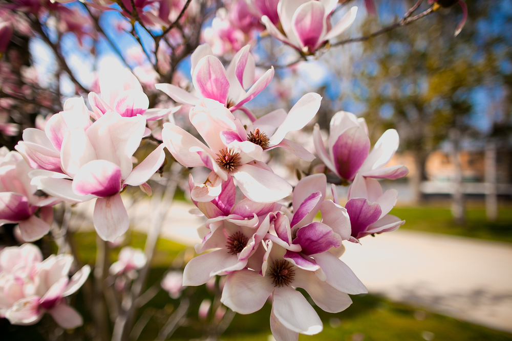 Ornamental shrubs | Tendercare