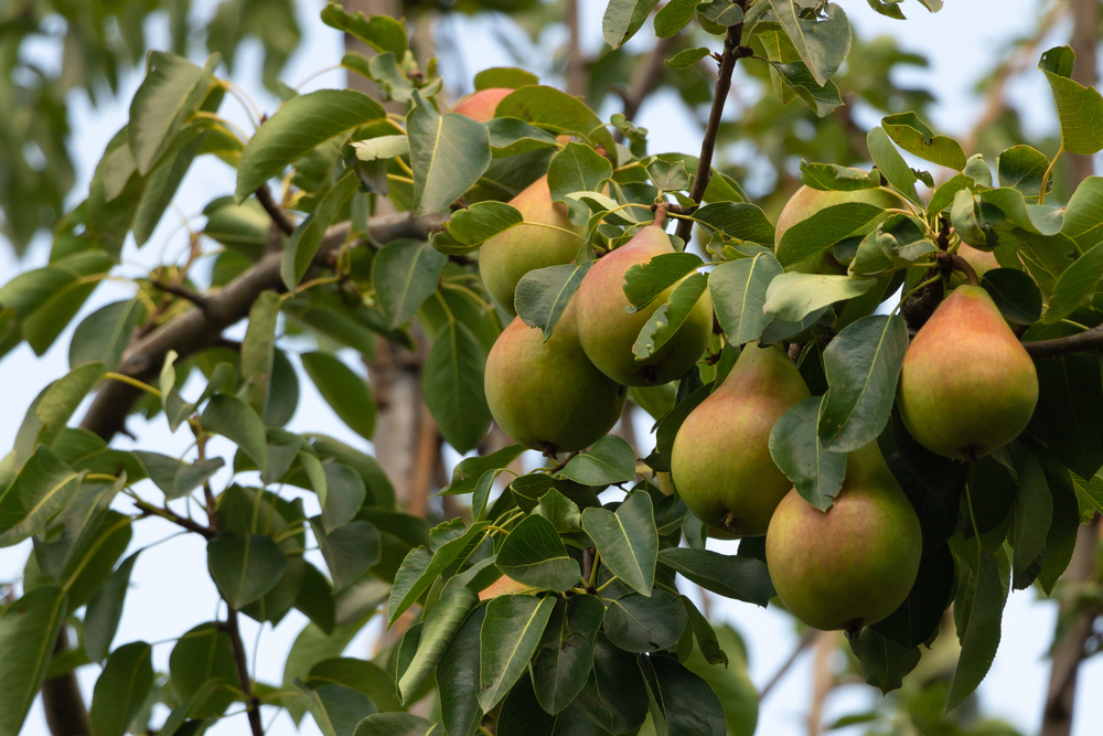 Garden PLants with Fruit Tendercare