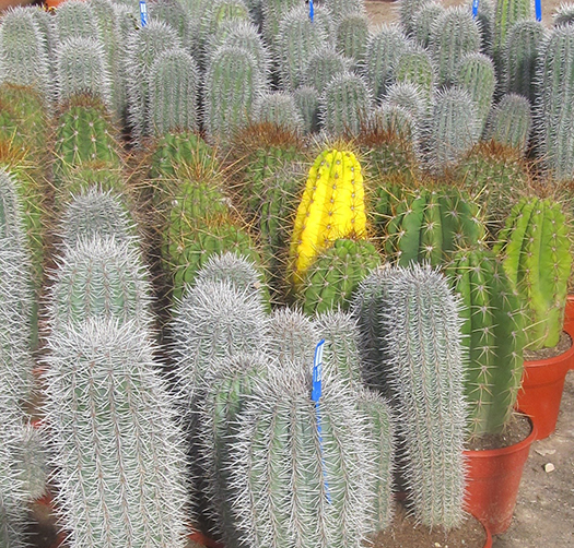 Cacti