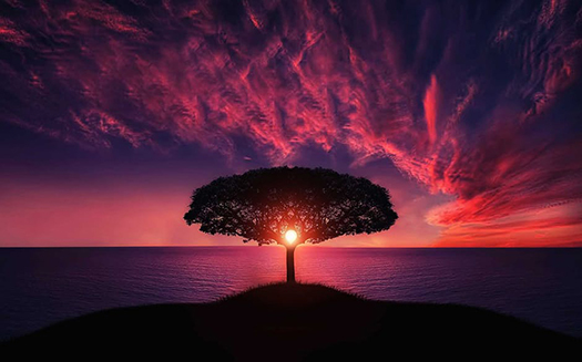 Sunset tree