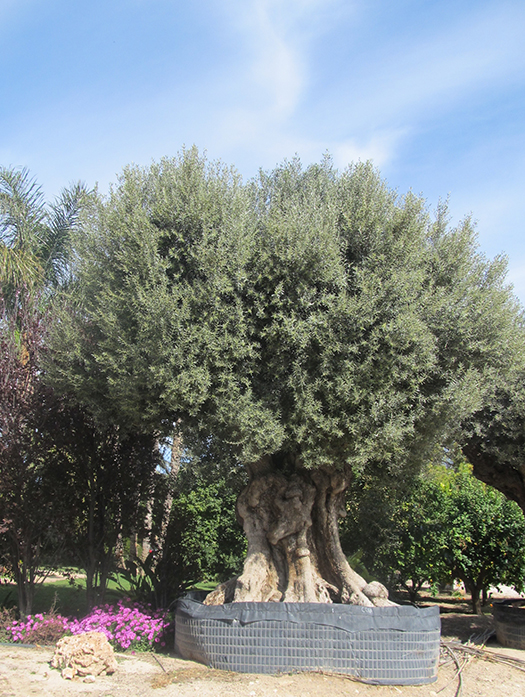 Old Olive Tree