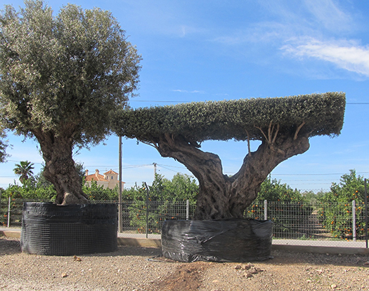 blog11 - Olive Tree Blog