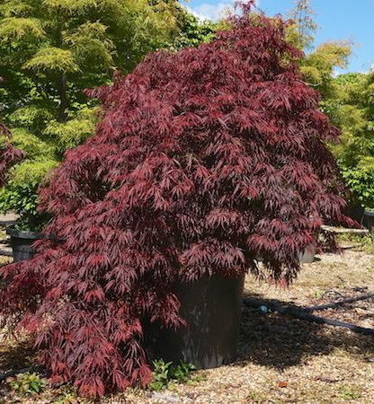 Acer pal. dis. Tamukeyama online | Tendercare Nurseries