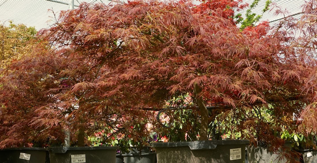 We offer different kinds of Acers online | Tendercare Nurseries