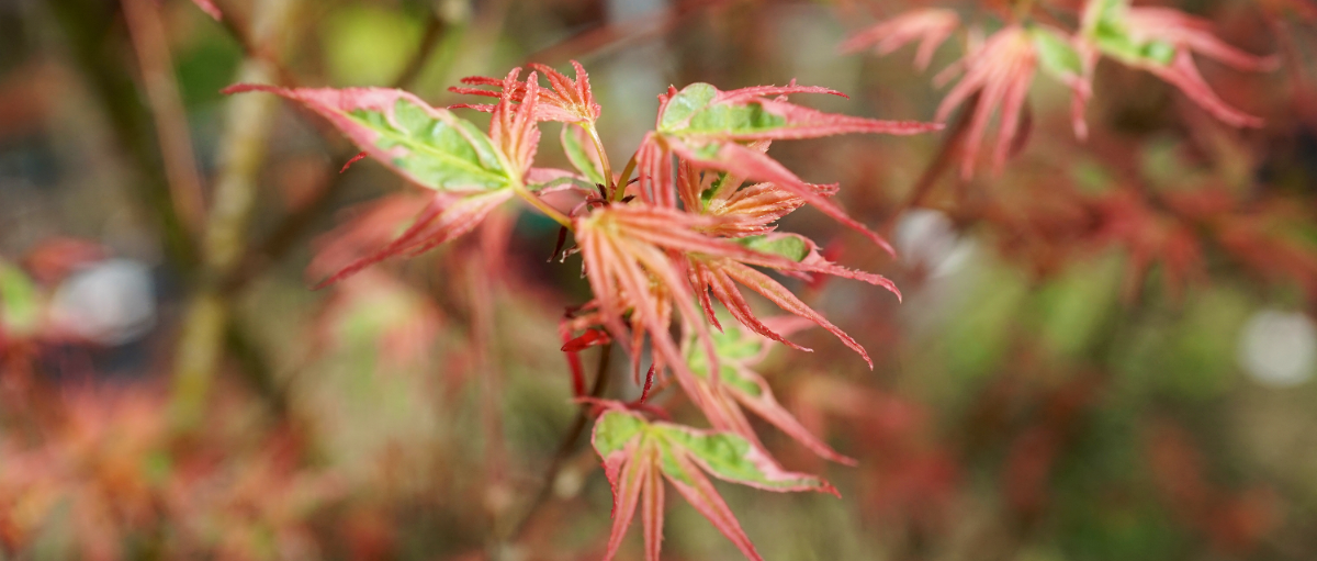 Order Acers & Bamboos online | Tendercare Nurseries