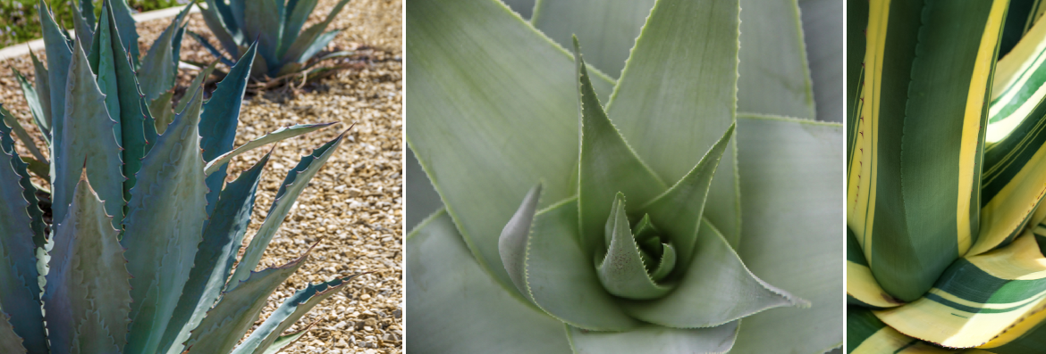 Order Agave plants online | Tendercare UK