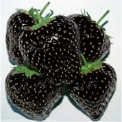 Black strawberries