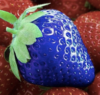 Blue strawberry