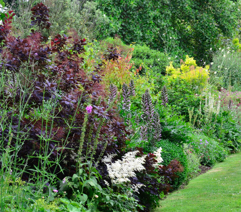 Order border plants online | Tendercare Nurseries UK