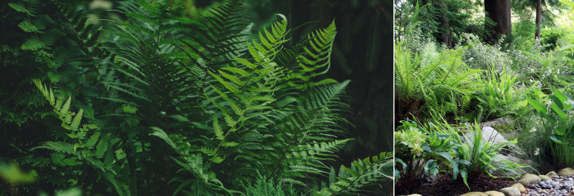 Buy ferns for the garden | Tendercare UK