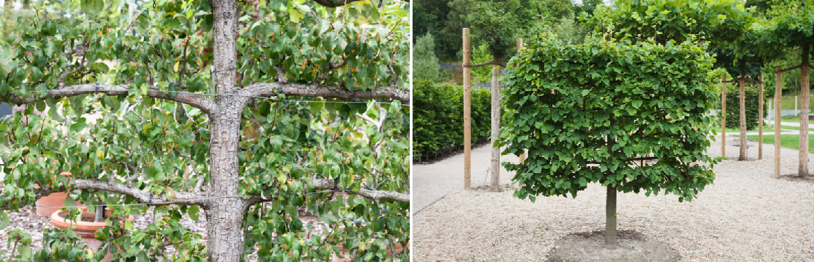 Buy pleached trees online | Tendercare UK