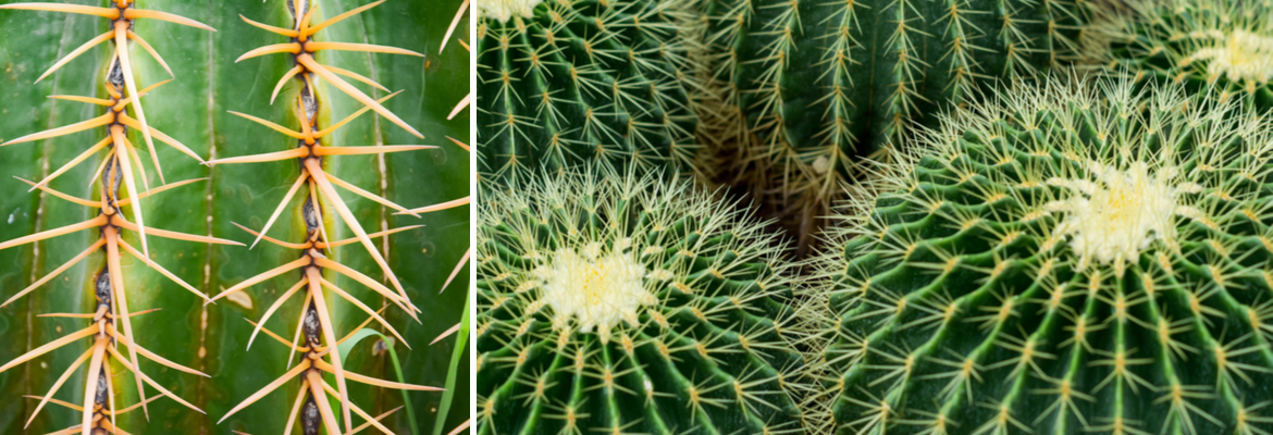 Buy Cactus Online | Tendercare UK