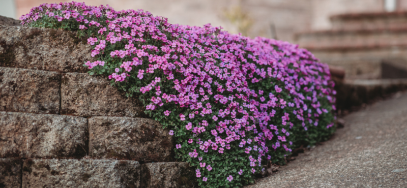 Order ground covering plants online | Tendercare Nurseries