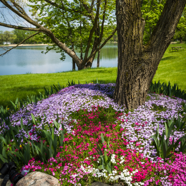 Order ground covering plants online | Tendercare Nurseries