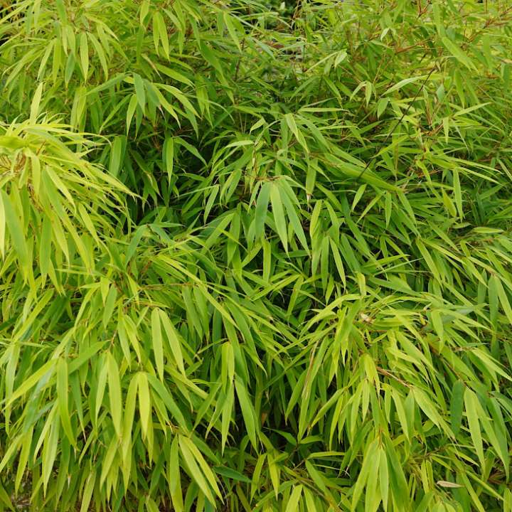 Order Japanese Acer or Bamboo online | Tendercare Nurseries