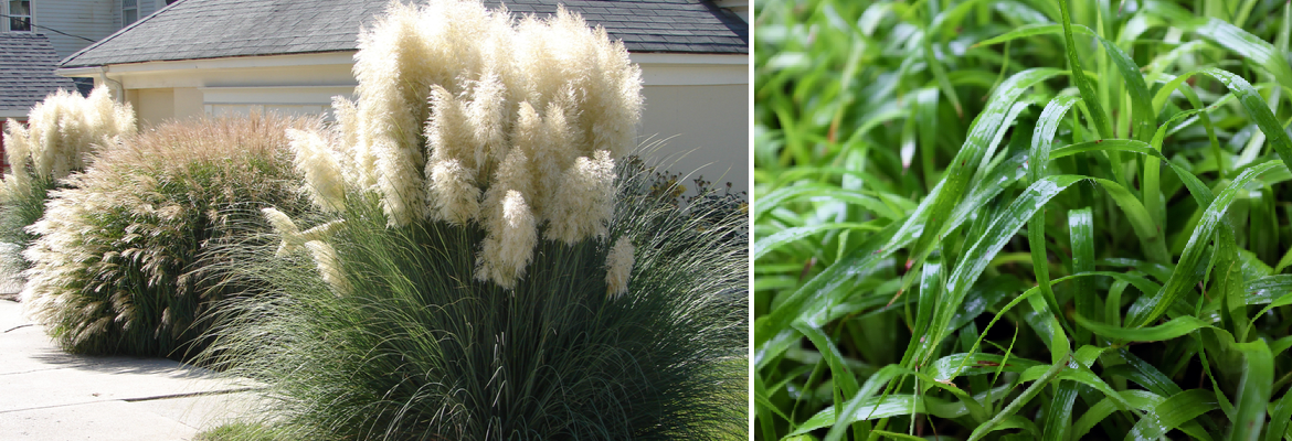 Buy Ornamental Grasses for the Border Online | Tendercare Nurseries