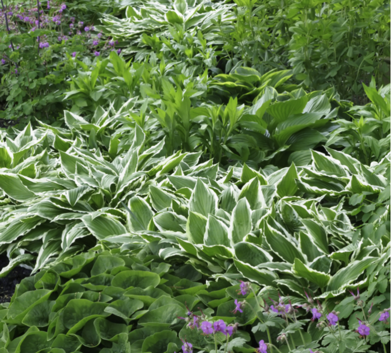 Order ground covering plants online | Tendercare Nurseries