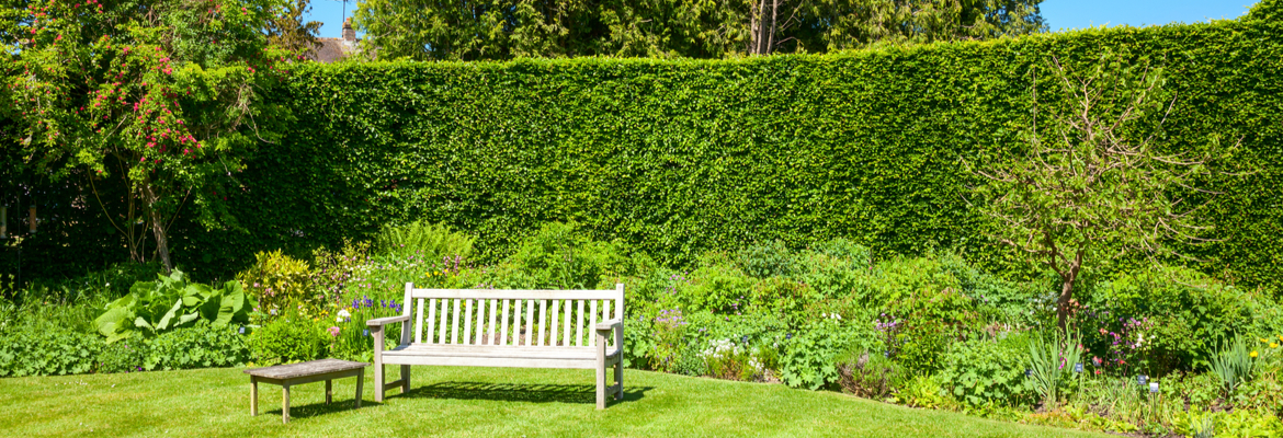 Buy hedge troughs, screens and hedge plants online | Tendercare UK