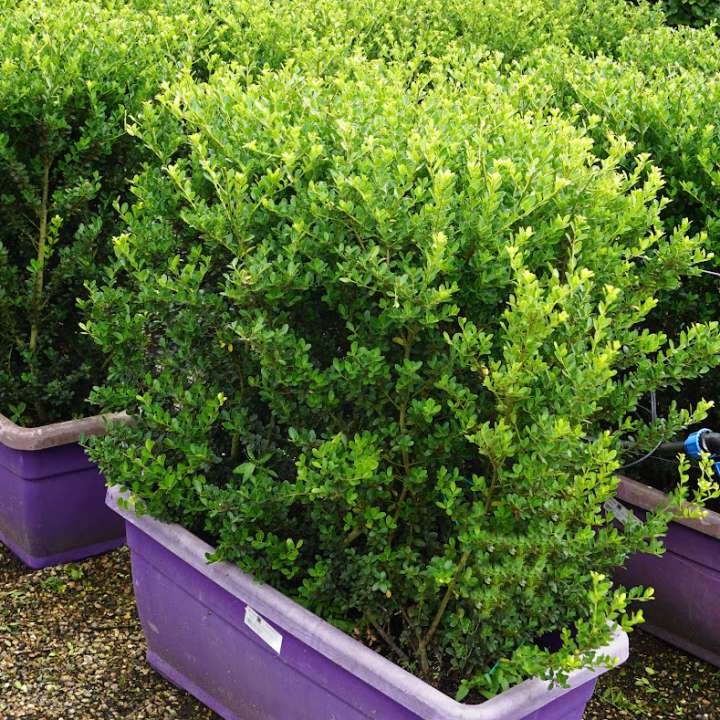 Order your hedge online | Tendercare Nurseries