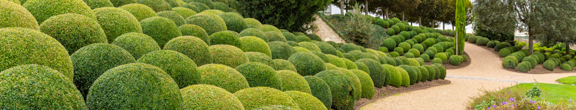 Buy topiary balls online | Tendercare UK