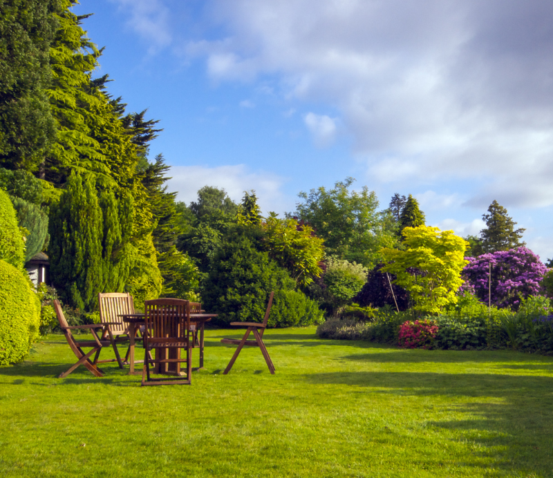 Mature plants, trees and shrubs | Tendercare Nurseries UK