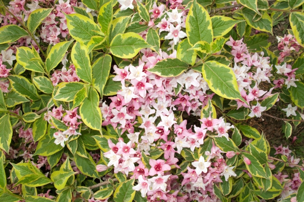 7 great shrubs for lowmaintenance gardens Tendercare