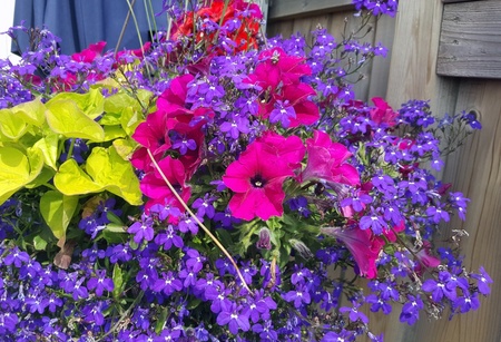 Best flowers to grow in a hanging basket