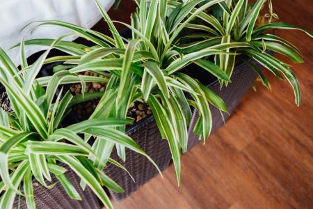 Best plants for clean air