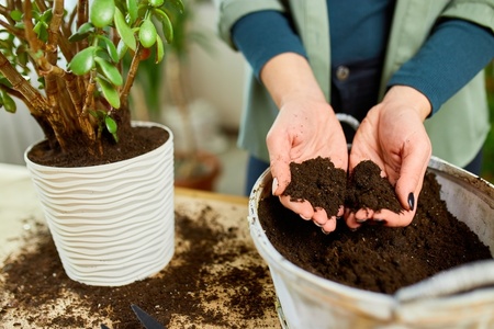 Best soil for indoor plants