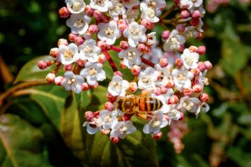 Garden plant of the moment: Viburnum