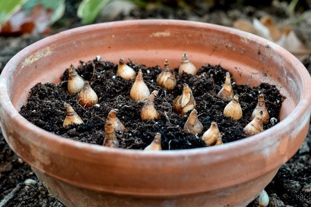 Last change to plant spring bulbs