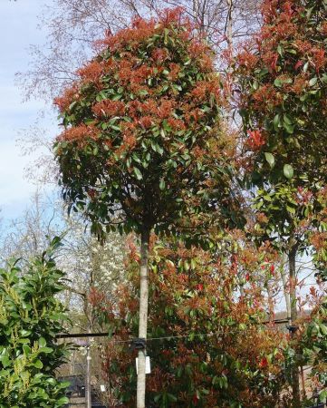Ode to the Photinia x fraseri 'Red Robin'
