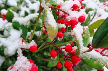 Plant Skimmia for Winter Interest