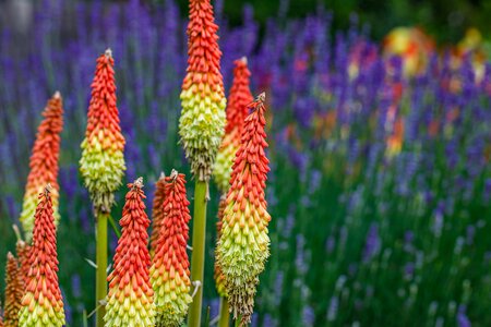 The 5 Best Flowering Plants for Fall