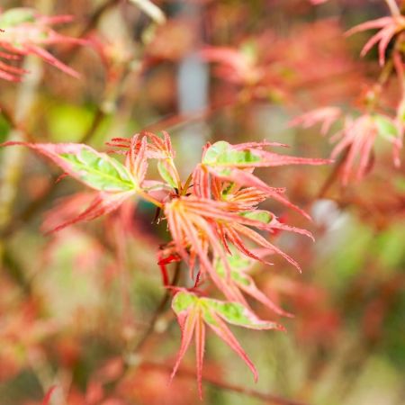 Why you should add a Japanese Acer to our garden