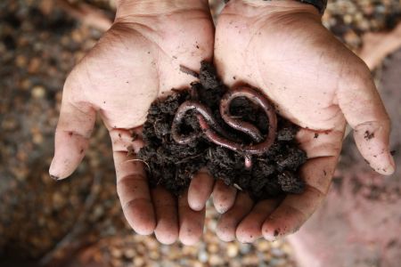 Why you should love earthworms