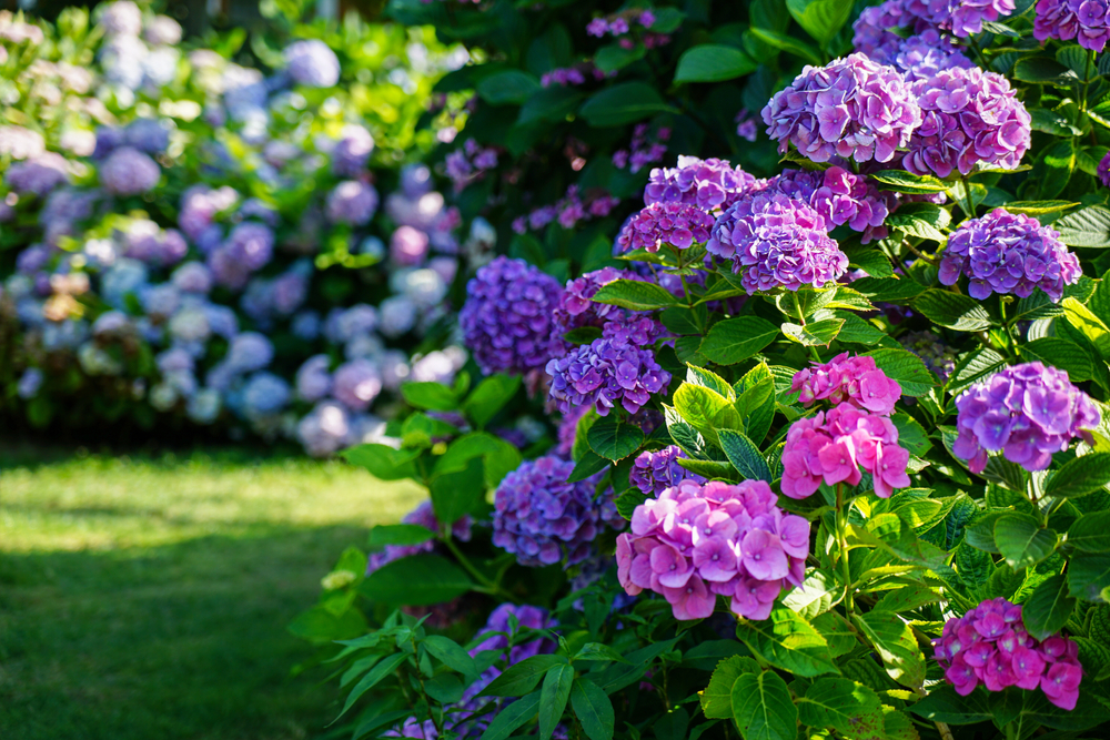 Ornamental shrubs | Tendercare