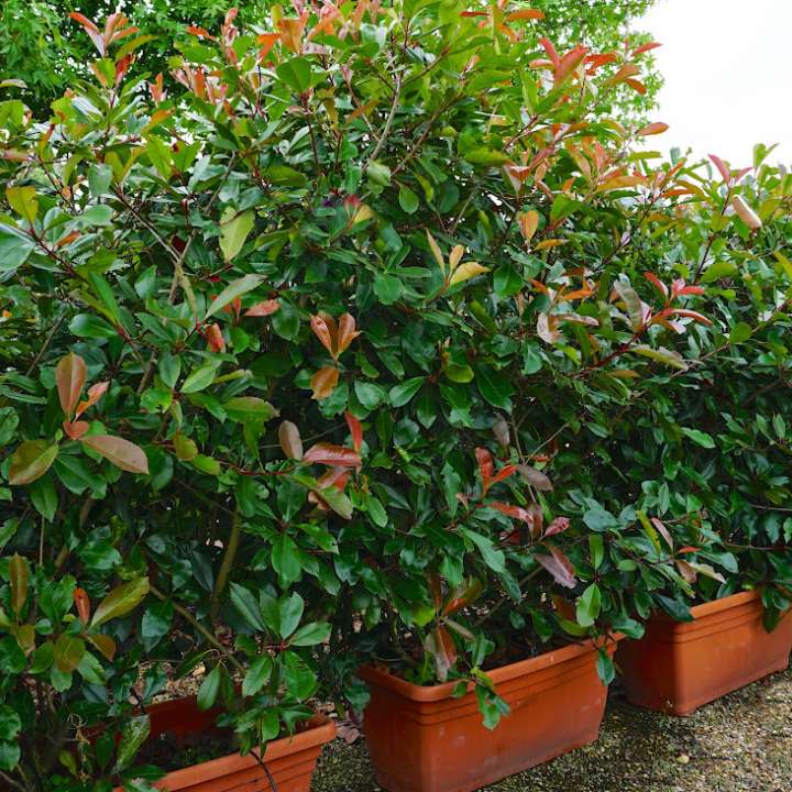 Hedging plants | Tendercare Nurseries