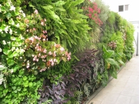 Living Walls:Vertical Gardens