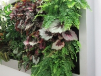 Living Walls:Vertical Gardens