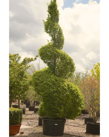 Spiral topiary: order online | Tendercare Nurseries