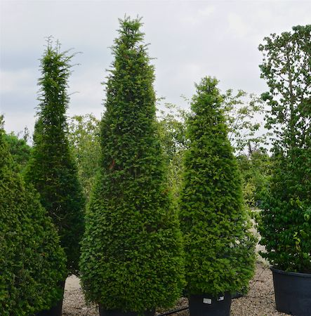 Order topiary online | Tendercare Nurseries UK