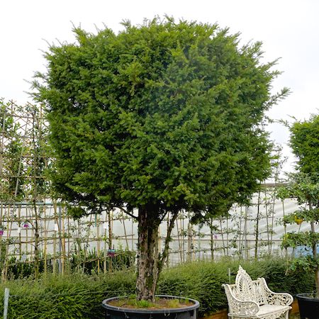 Topiary: order online | Tendercare Nurseries