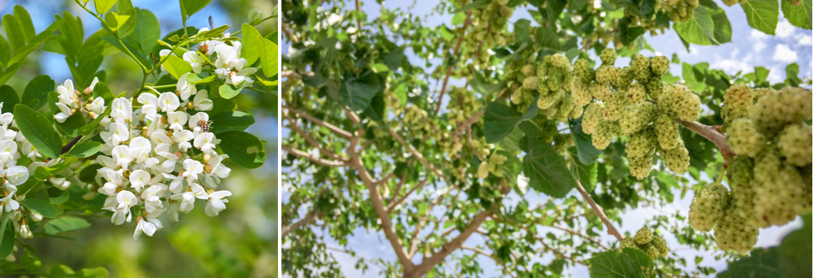Buy deciduous trees | Tendercare UK Buy deciduous trees | Tendercare UK