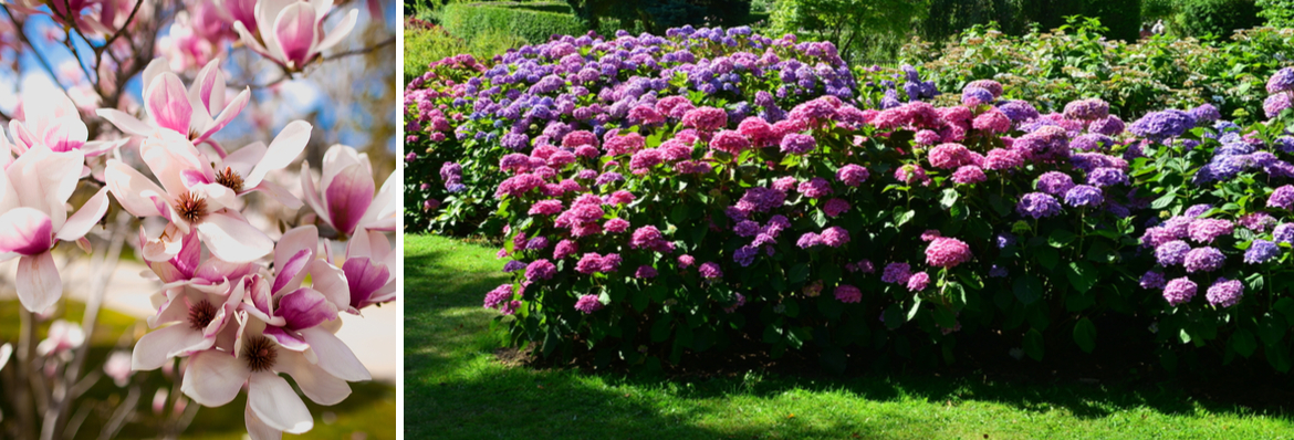 Buy ornamental shrubs | Tendercare UK