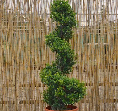 Order topiary online | Tendercare Nurseries UK